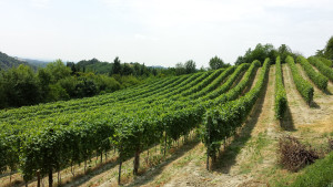 Regione Umbria, viticoltura