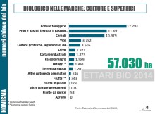 Numeri del biologico nelle Marche