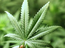 Cannabis-uso-terapeutico