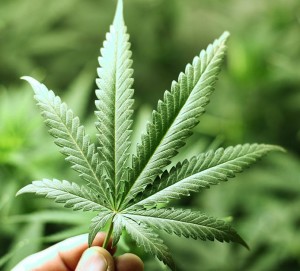Cannabis-uso-terapeutico