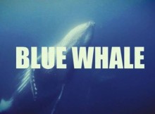blue-whale-70259.660x368