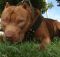 Pitbull