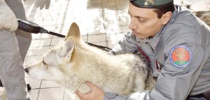 sequestro cani lupi
